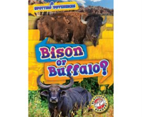 Bison_or_Buffalo_